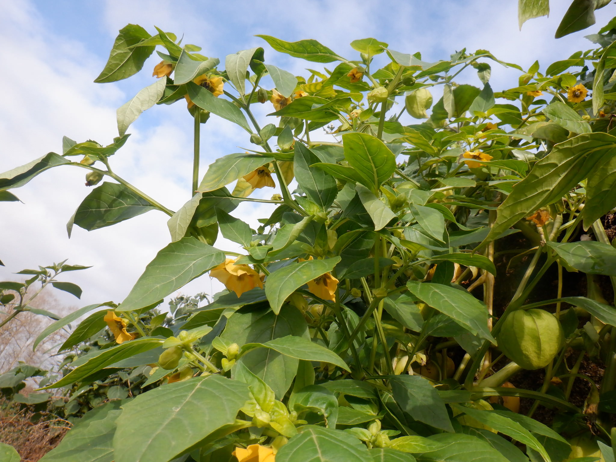 Physalis philadelphica